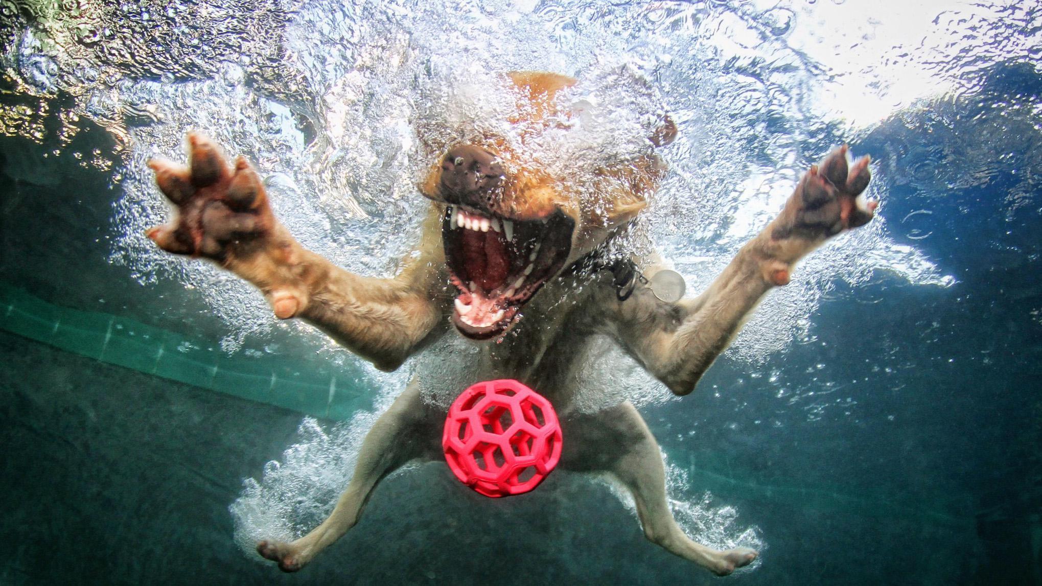 Dogs Underwater Wallpapers Top Free Dogs Underwater Backgrounds