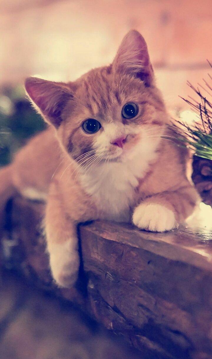 Beautiful Animal Wallpapers Top Free Beautiful Animal Backgrounds