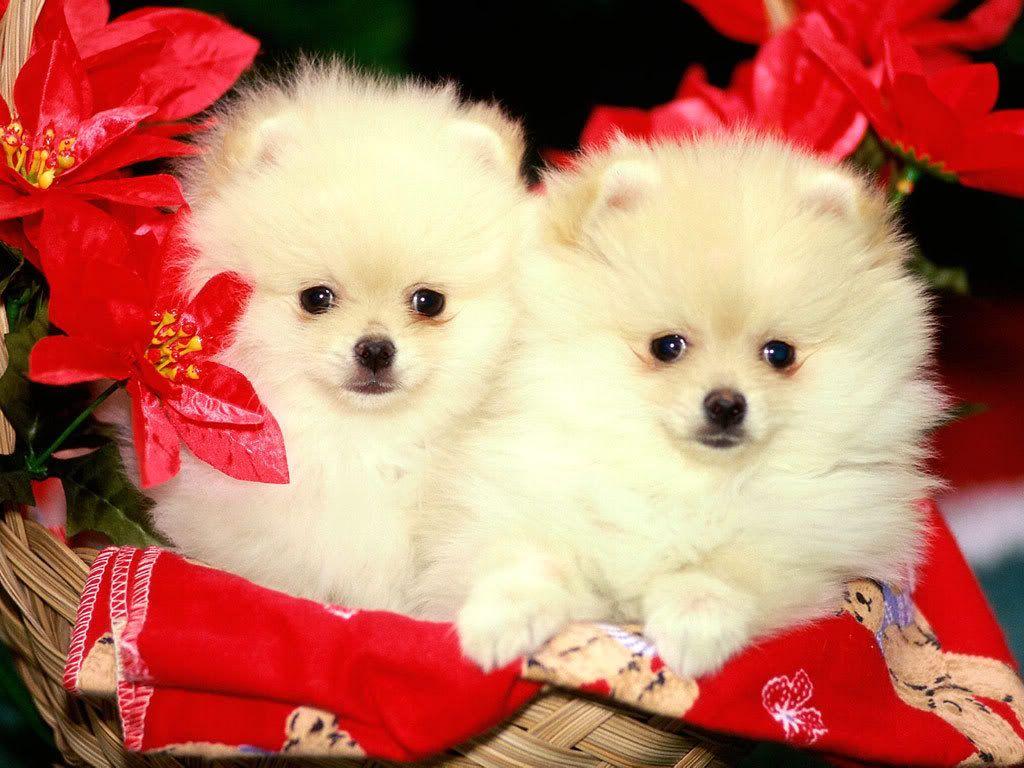 Cute Baby Puppy Wallpapers Top Free Cute Baby Puppy Backgrounds WallpaperAccess