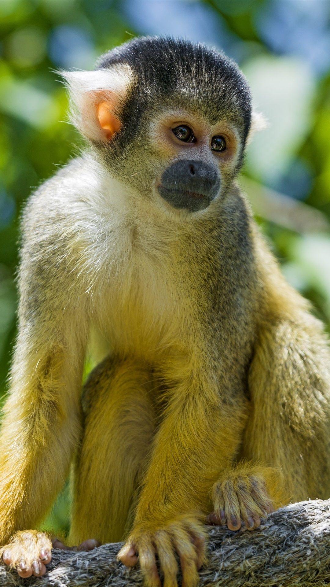 Monkey iPhone Wallpapers Top Free Monkey iPhone Backgrounds