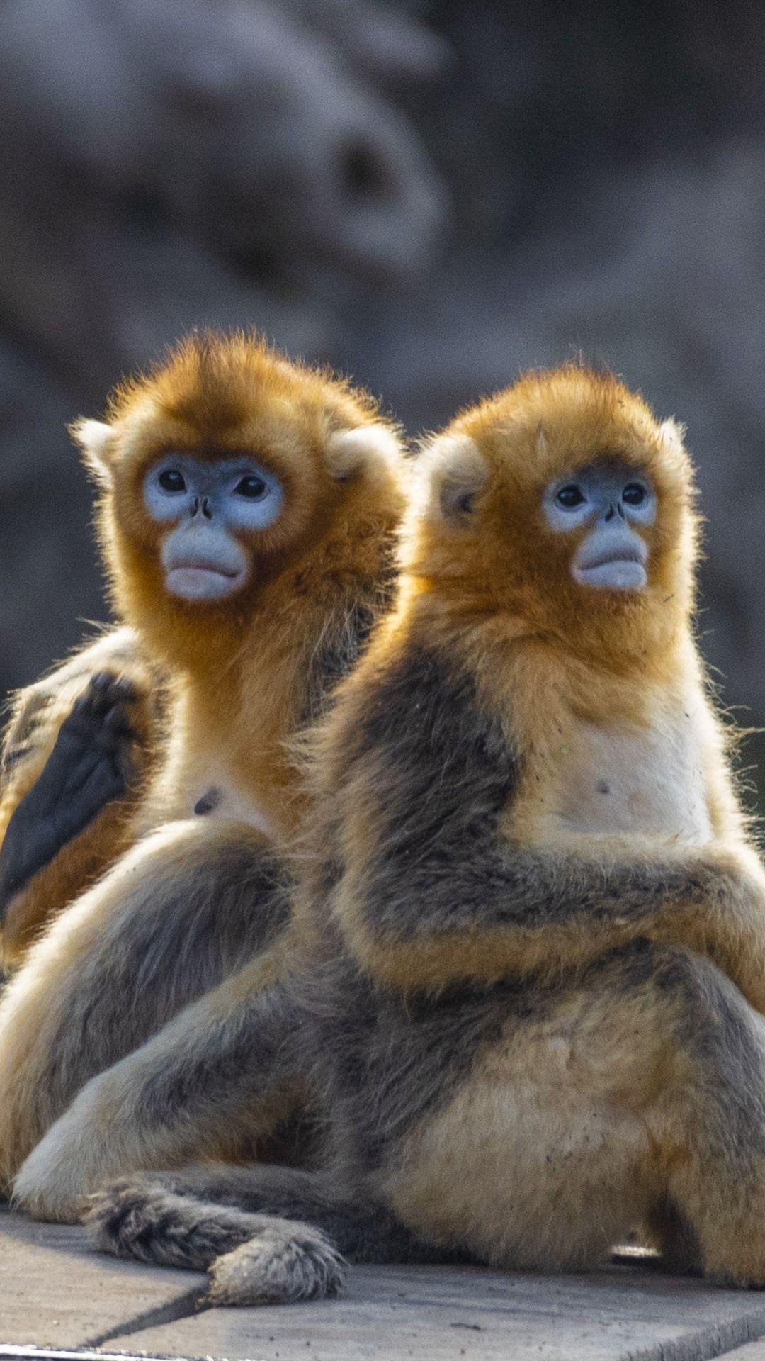 Monkey iPhone Wallpapers Top Free Monkey iPhone Backgrounds