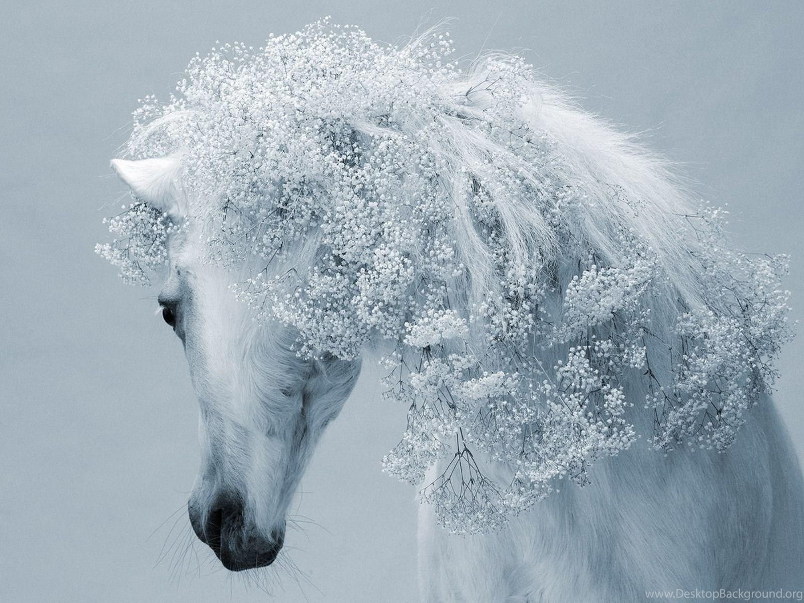 Winter Horse Wallpapers Top Free Winter Horse Backgrounds