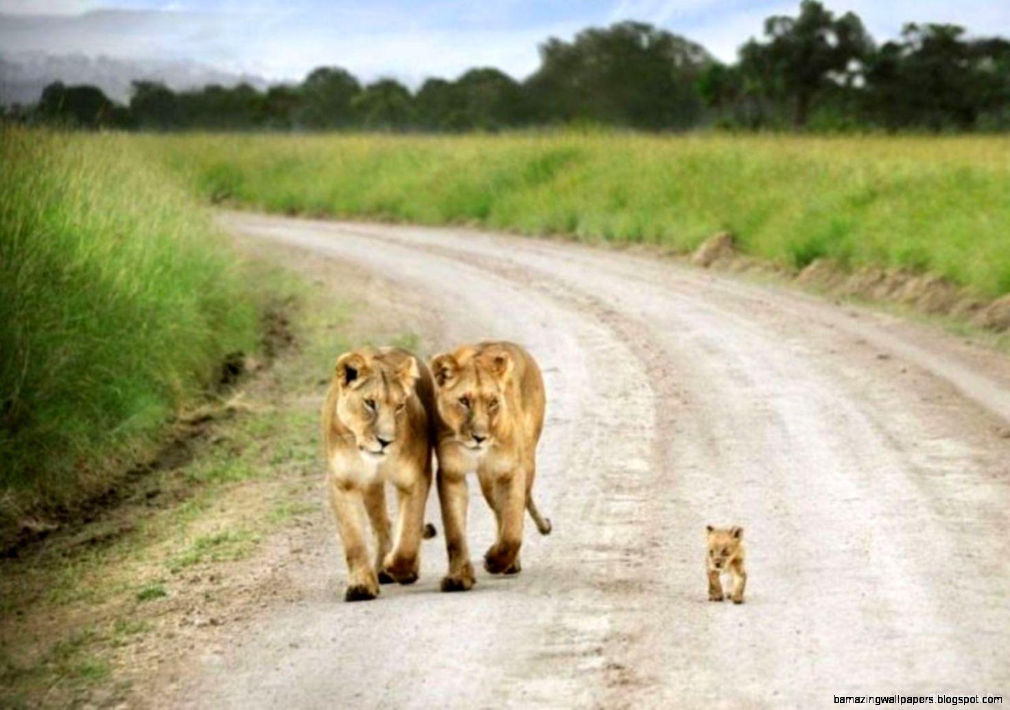 Cute Wild Animals Wallpapers Top Free Cute Wild Animals Backgrounds