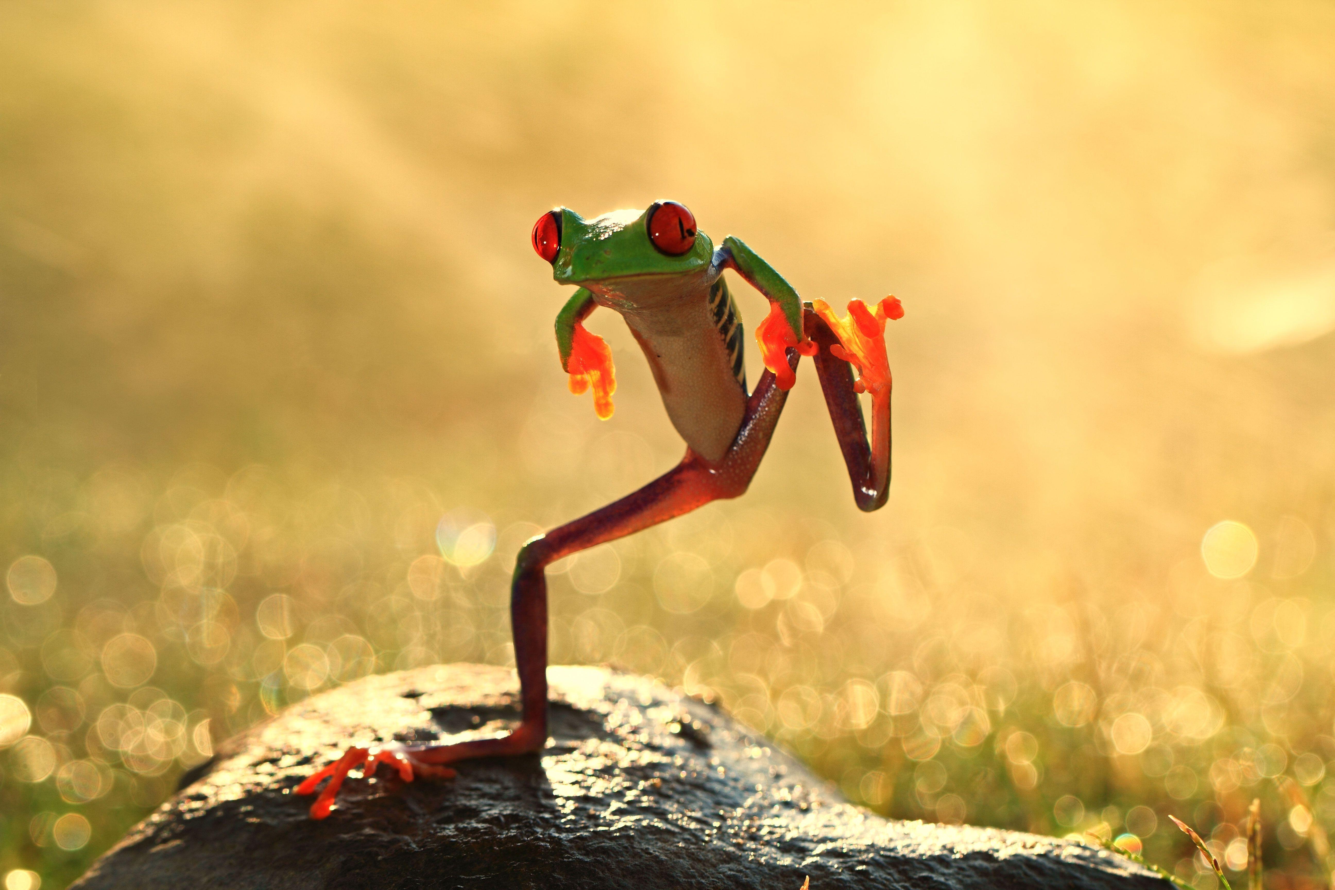 Dancing Animals Wallpapers Top Free Dancing Animals Backgrounds