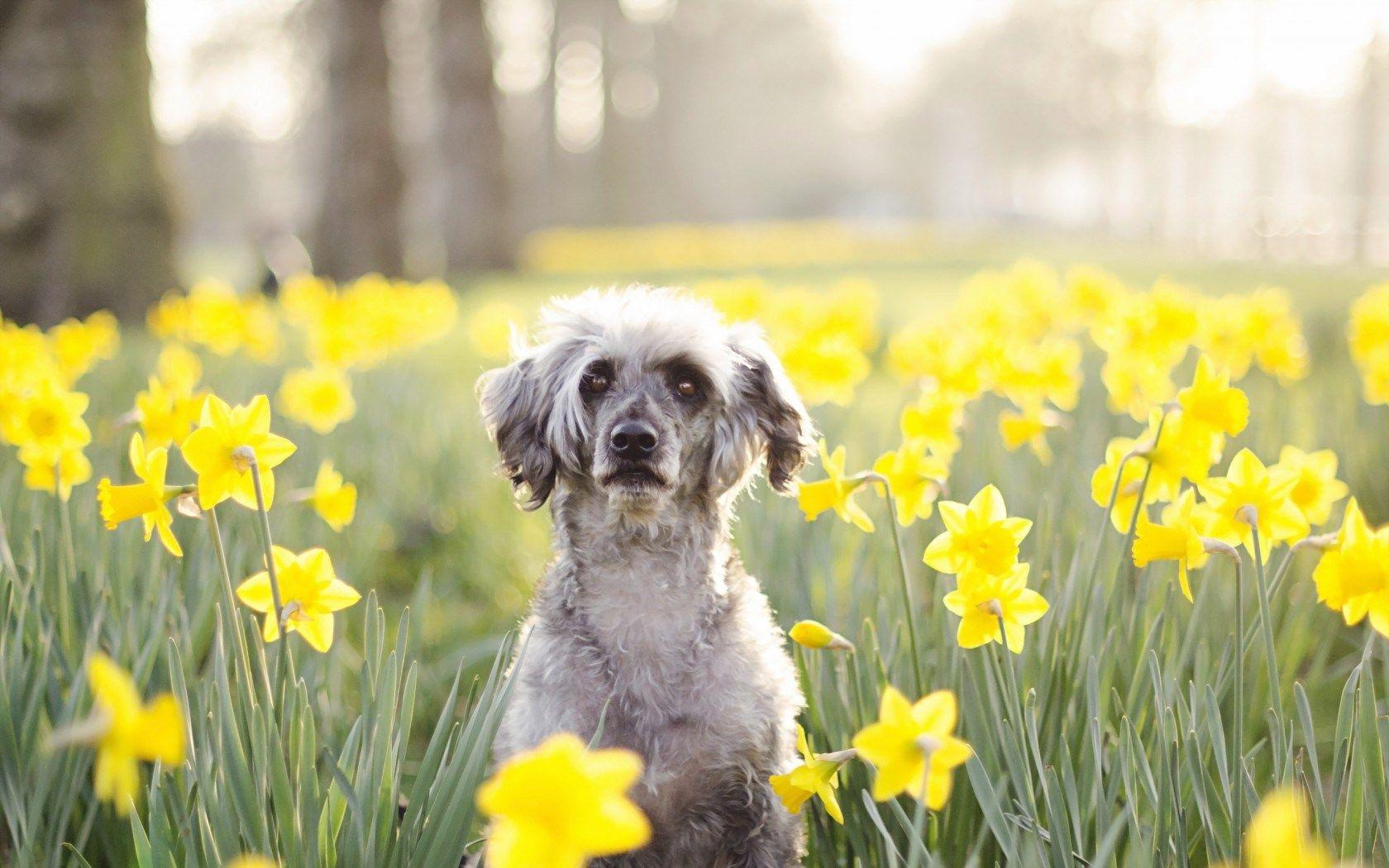 Spring Dog Wallpapers Top Free Spring Dog Backgrounds WallpaperAccess