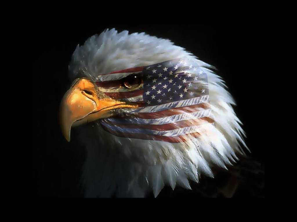 American Eagle Wallpapers Top Free American Eagle Backgrounds