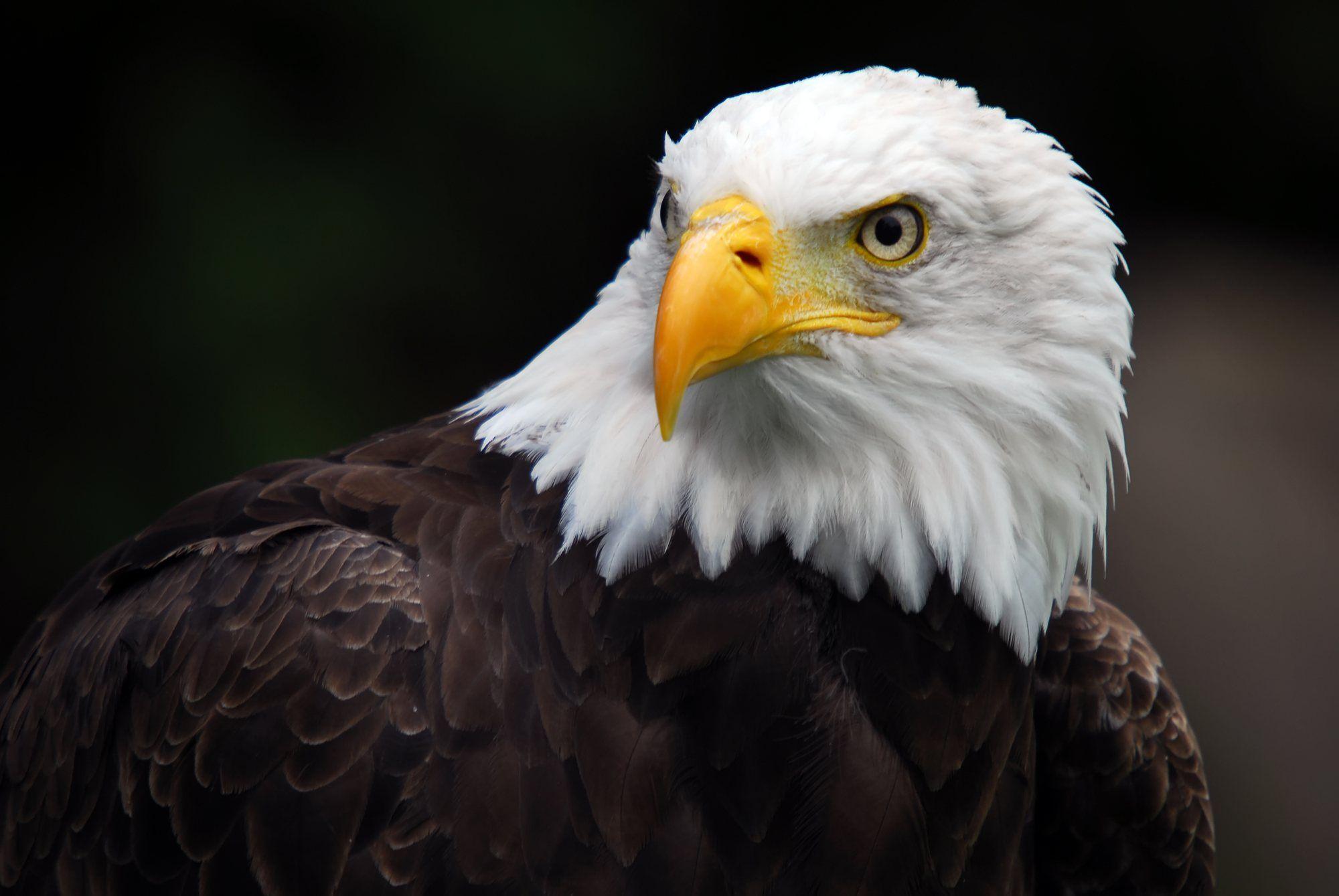 4K Eagle Wallpapers Top Free 4K Eagle Backgrounds WallpaperAccess