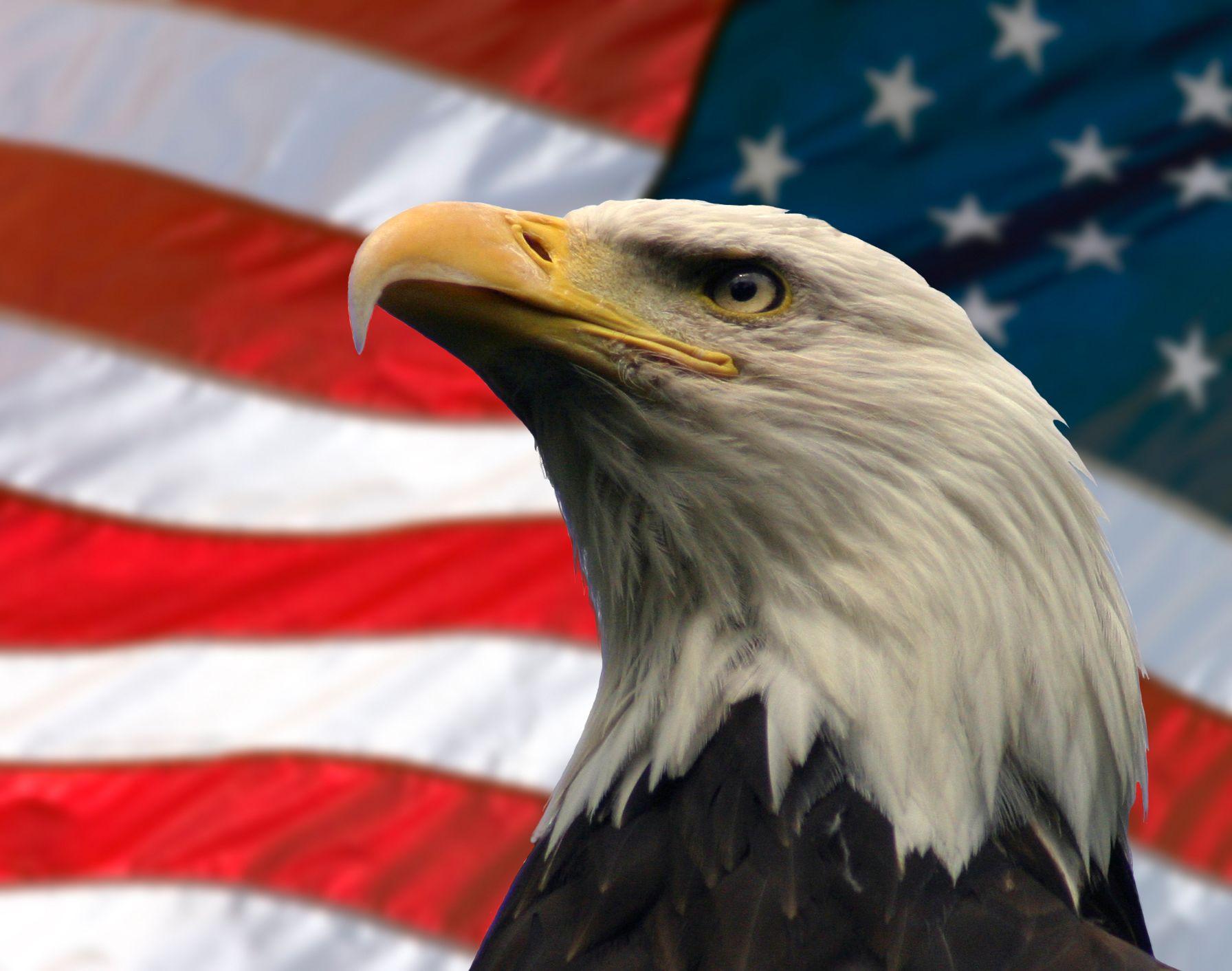 American Eagle Wallpapers Top Free American Eagle Backgrounds