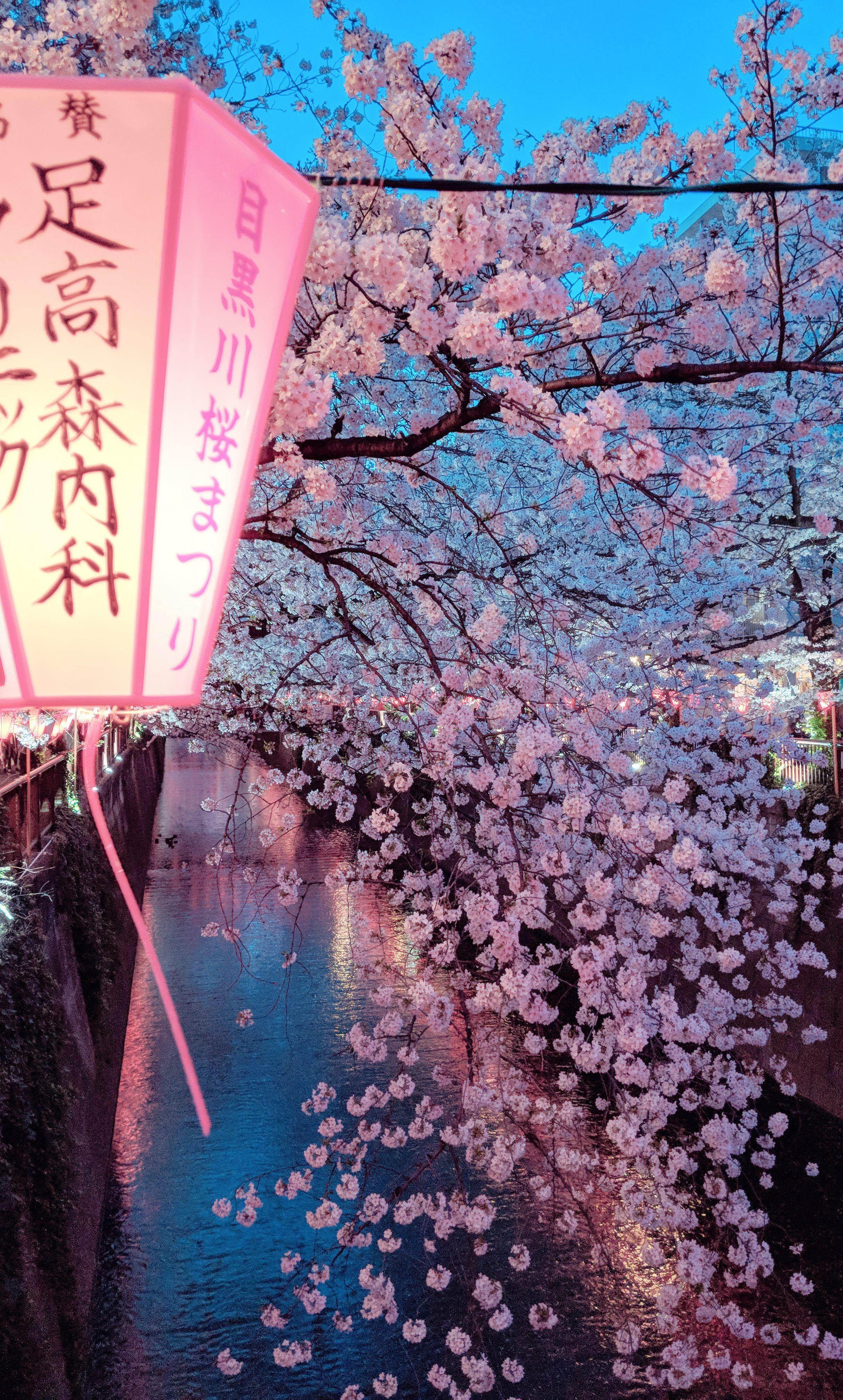 Sakura Aesthetic Wallpapers Top Free Sakura Aesthetic Backgrounds
