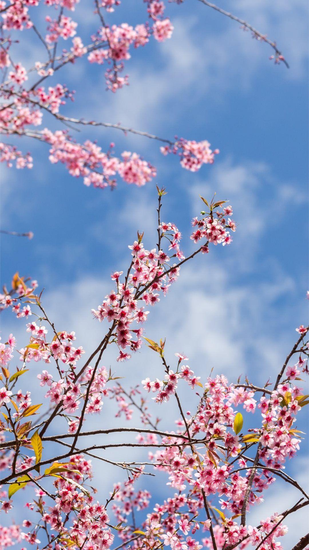 Sakura Aesthetic Wallpapers Top Free Sakura Aesthetic Backgrounds