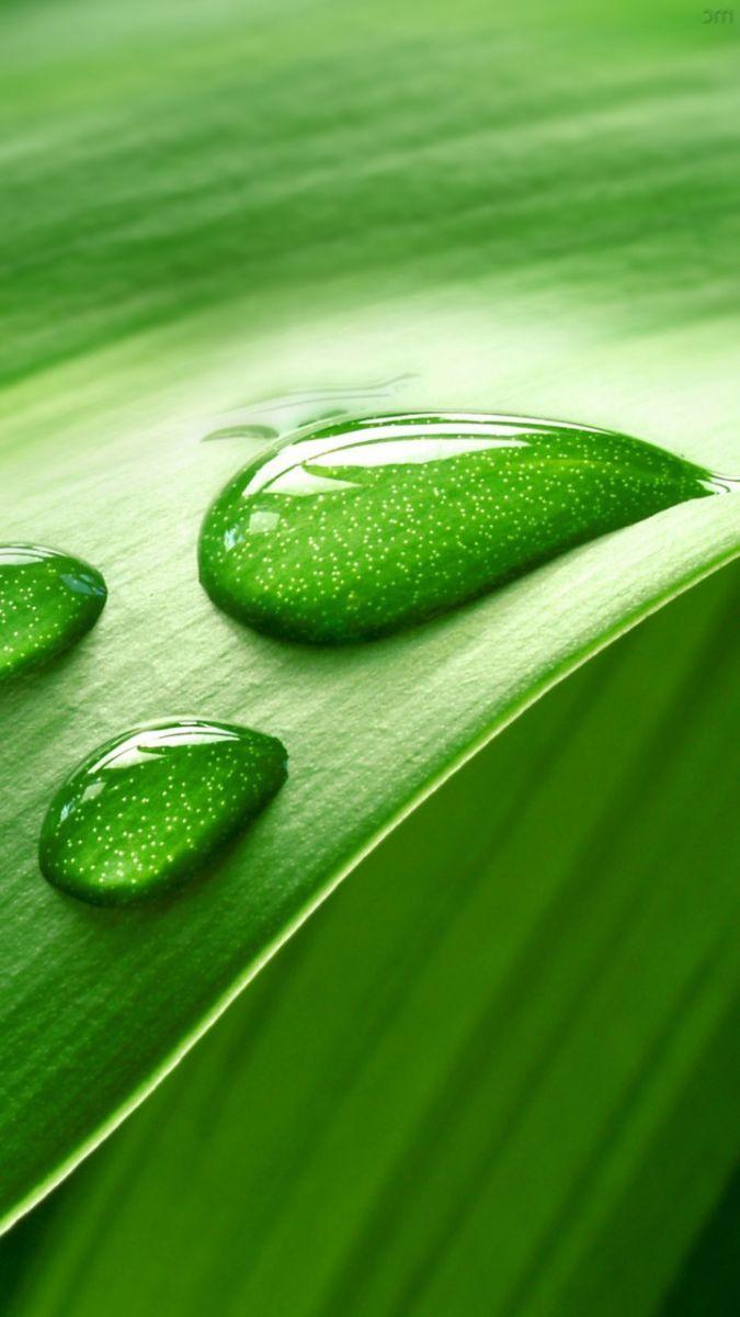 iPhone 11 Green Wallpapers Top Free iPhone 11 Green Backgrounds