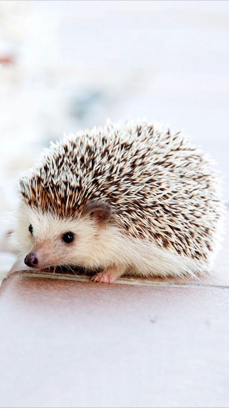 Cute Hedgehog Wallpapers Top Free Cute Hedgehog Backgrounds