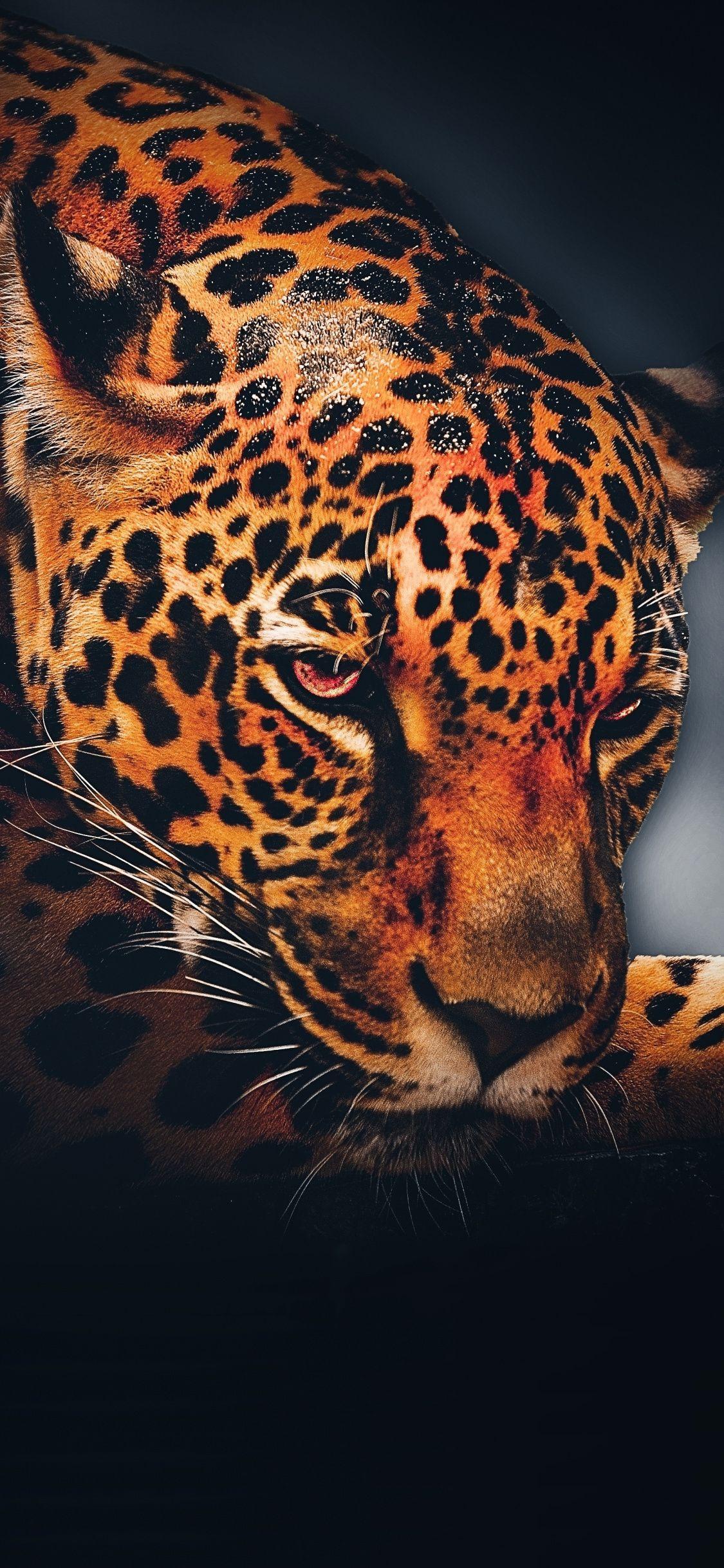 Leopard Phone Wallpapers Top Free Leopard Phone Backgrounds