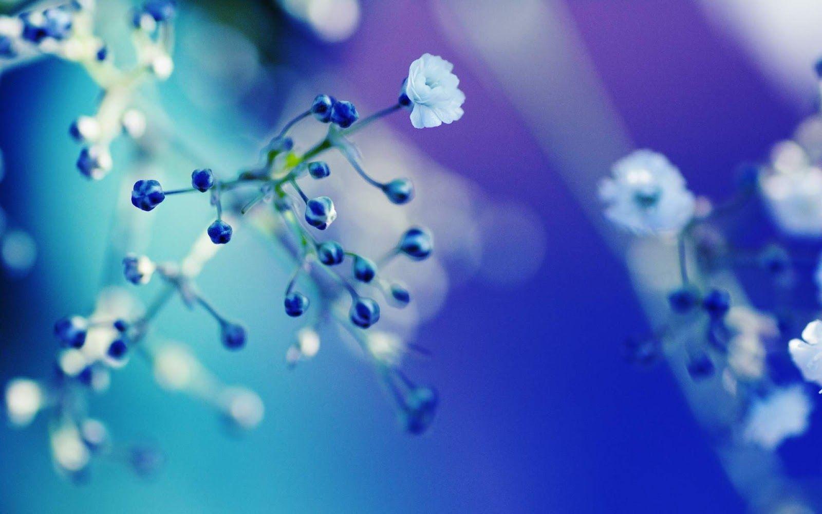 Blue Flower Wallpapers Top Free Blue Flower Backgrounds WallpaperAccess