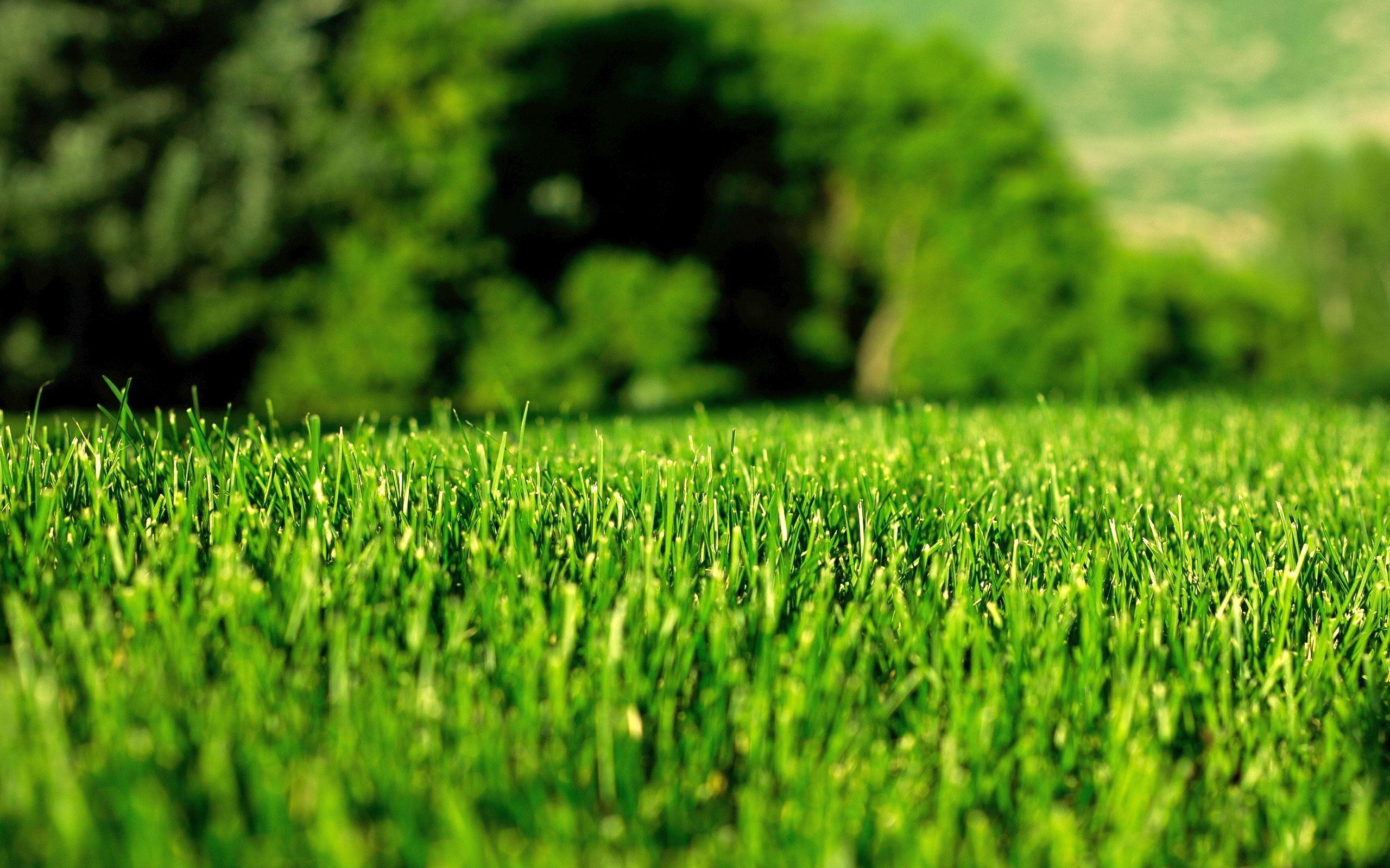 Lawn Wallpapers Top Free Lawn Backgrounds WallpaperAccess