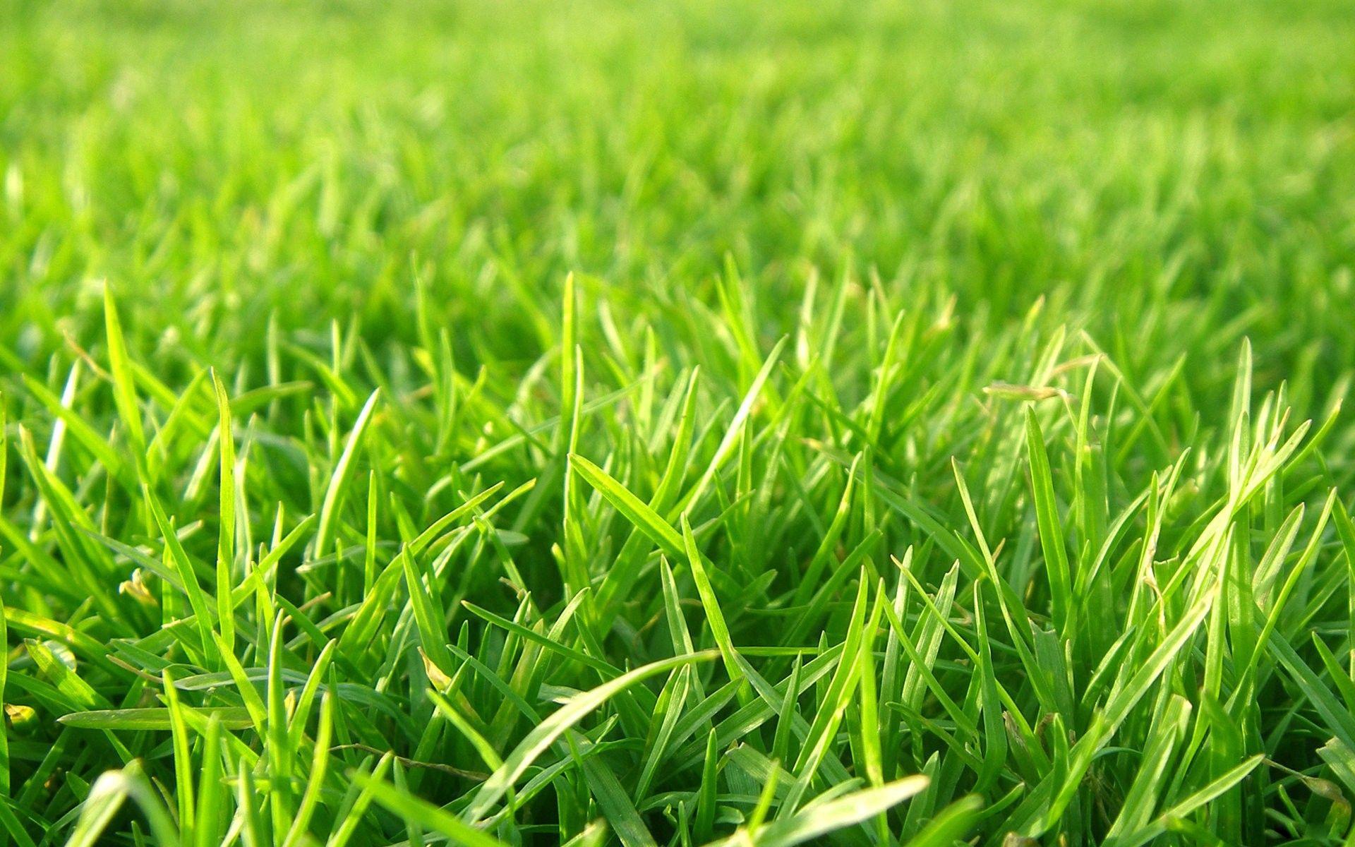 Lawn Wallpapers Top Free Lawn Backgrounds WallpaperAccess