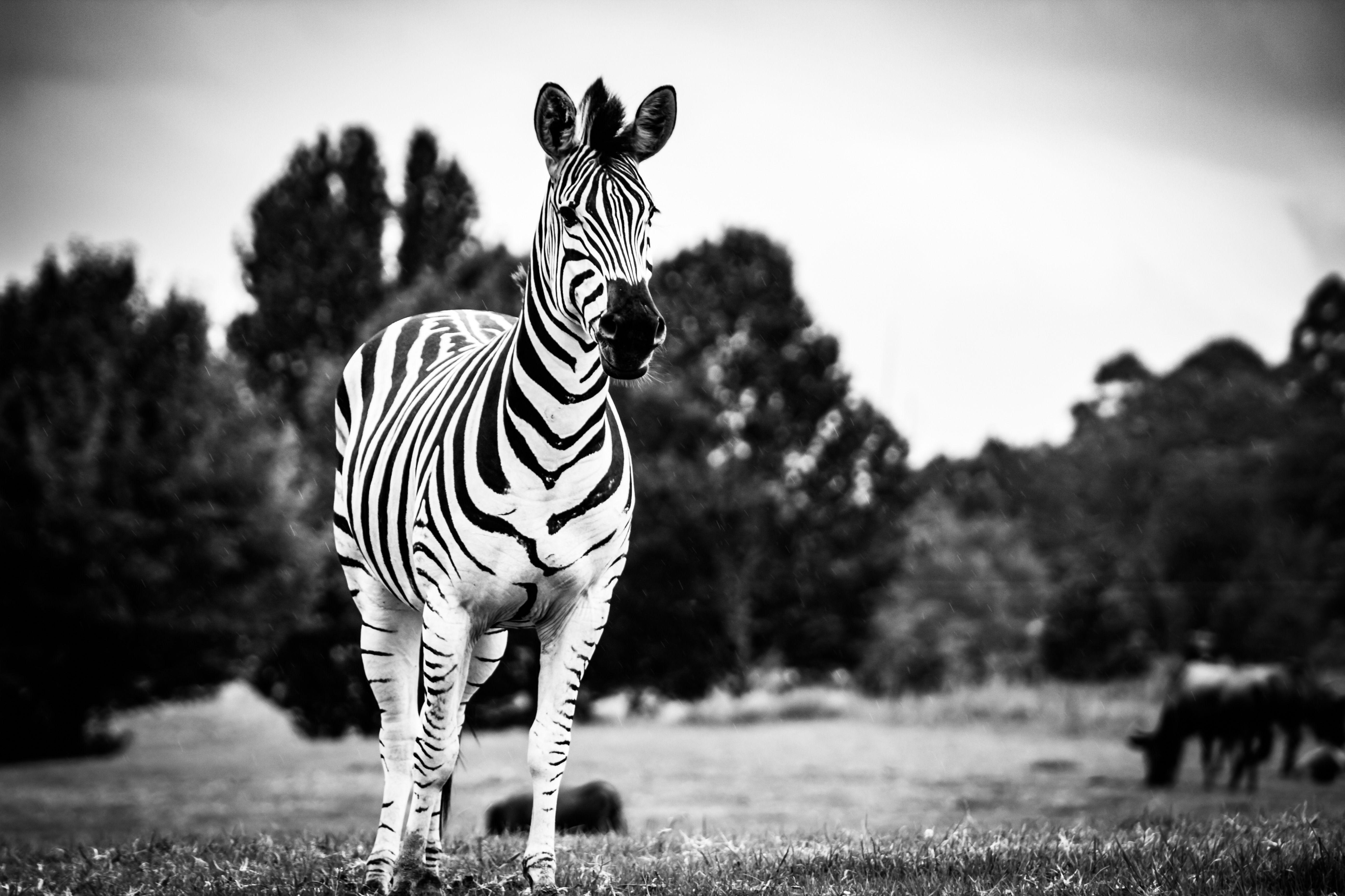 Black and White Zebra Wallpapers Top Free Black and White Zebra