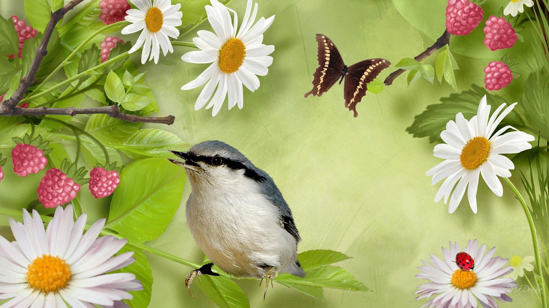 Birds and Butterflies Wallpapers Top Free Birds and Butterflies
