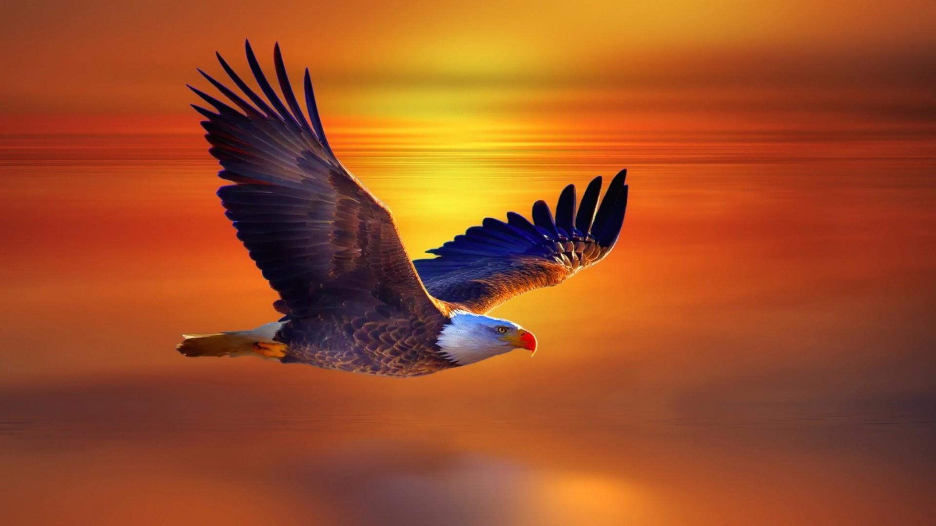 Eagle Flying HD Wallpapers Top Free Eagle Flying HD Backgrounds