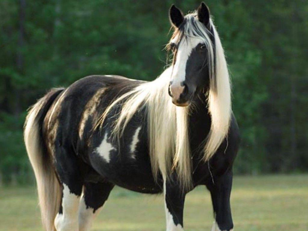 Black and White Horse Wallpapers Top Free Black and White Horse