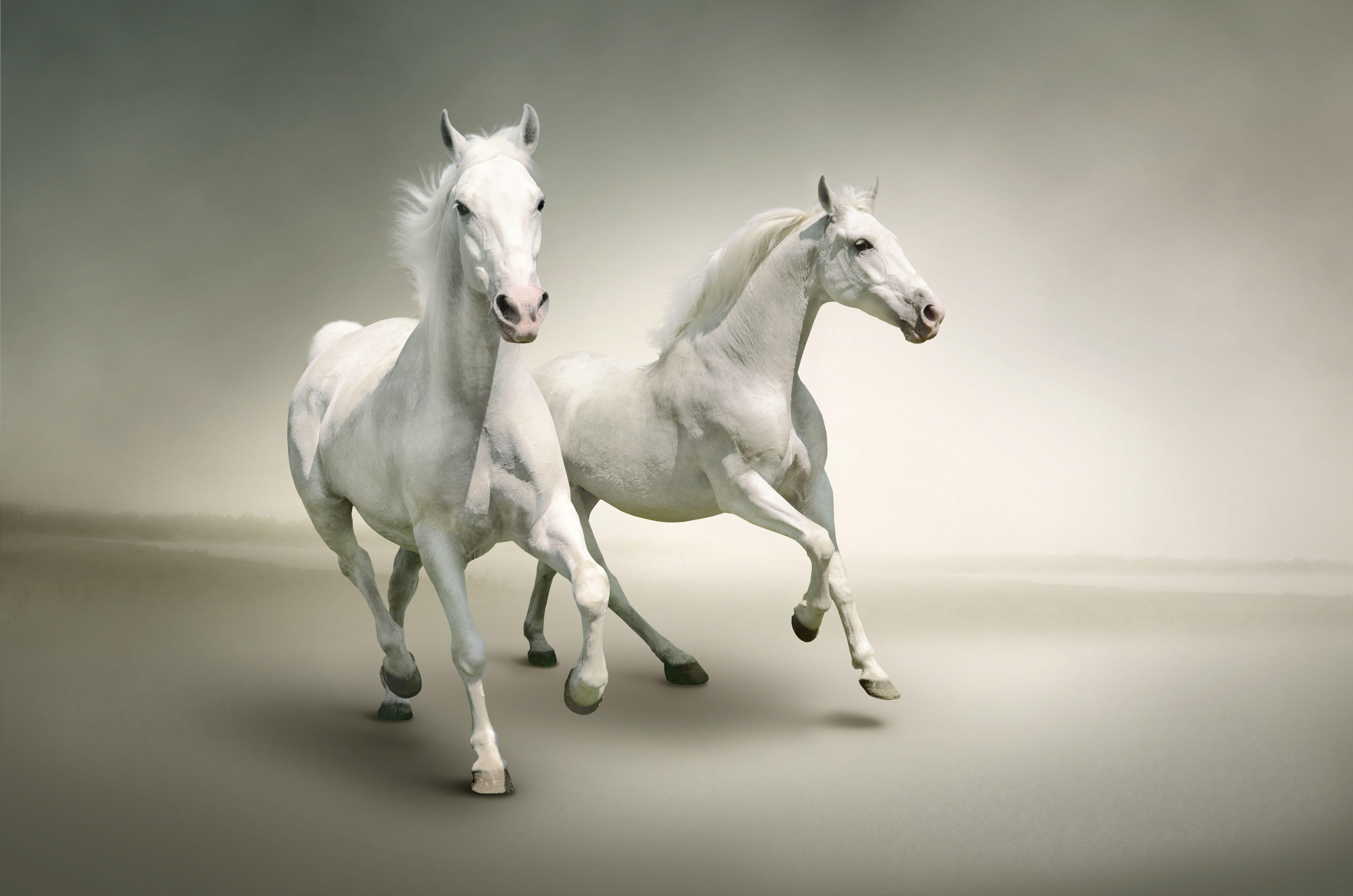 Black and White Horse Wallpapers Top Free Black and White Horse