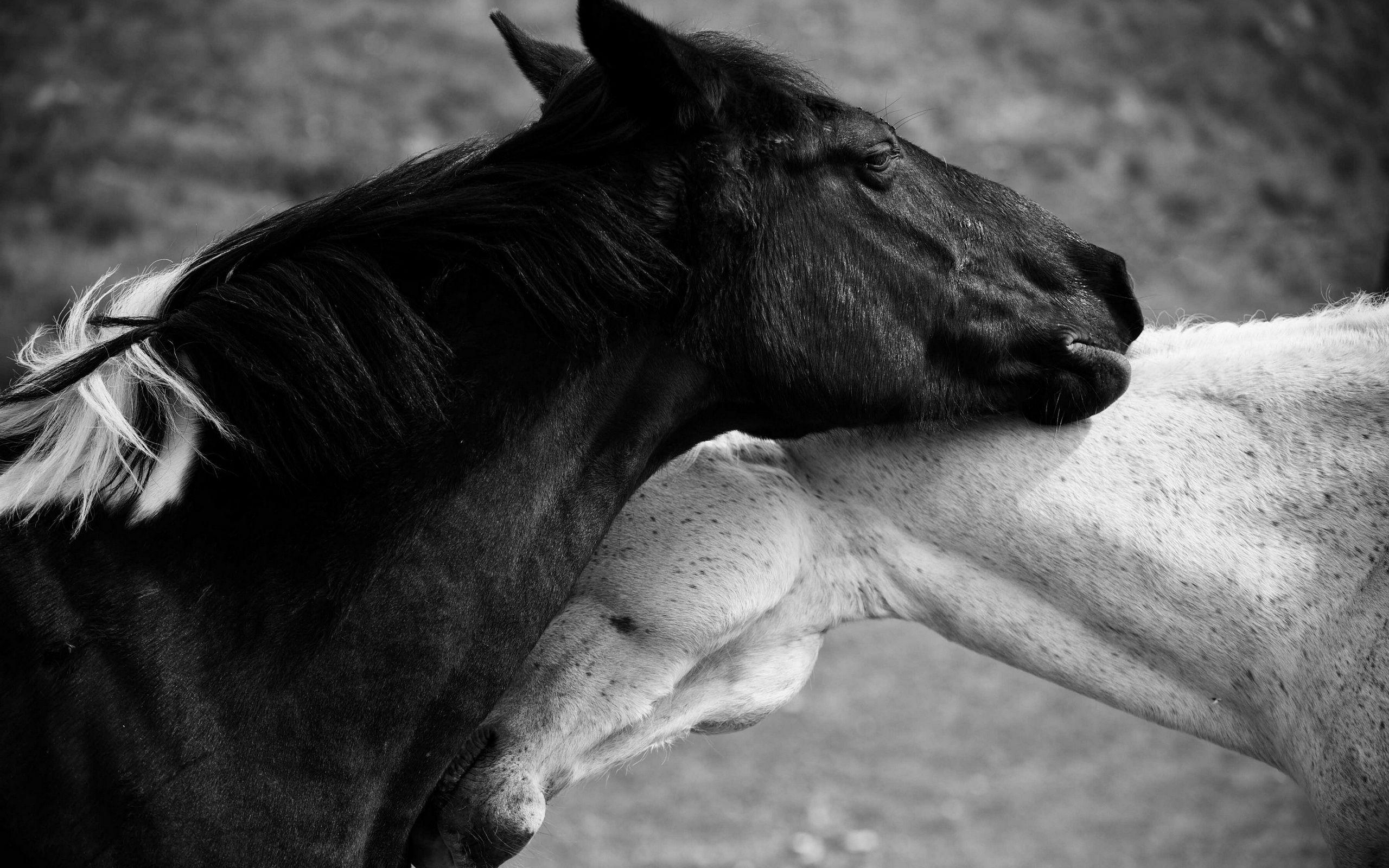Black and White Horse Wallpapers Top Free Black and White Horse