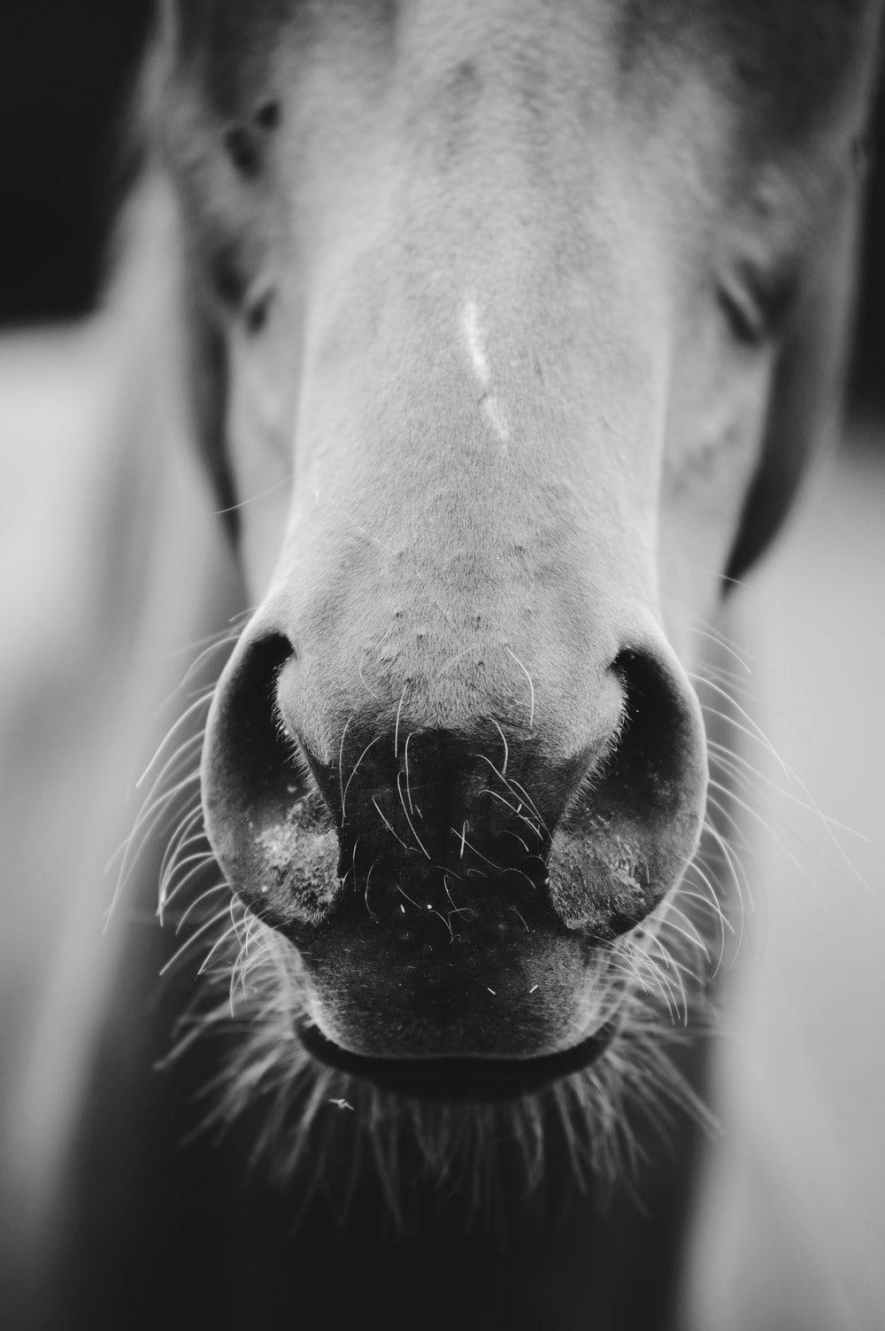 Horse Face HD Wallpapers Top Free Horse Face HD Backgrounds