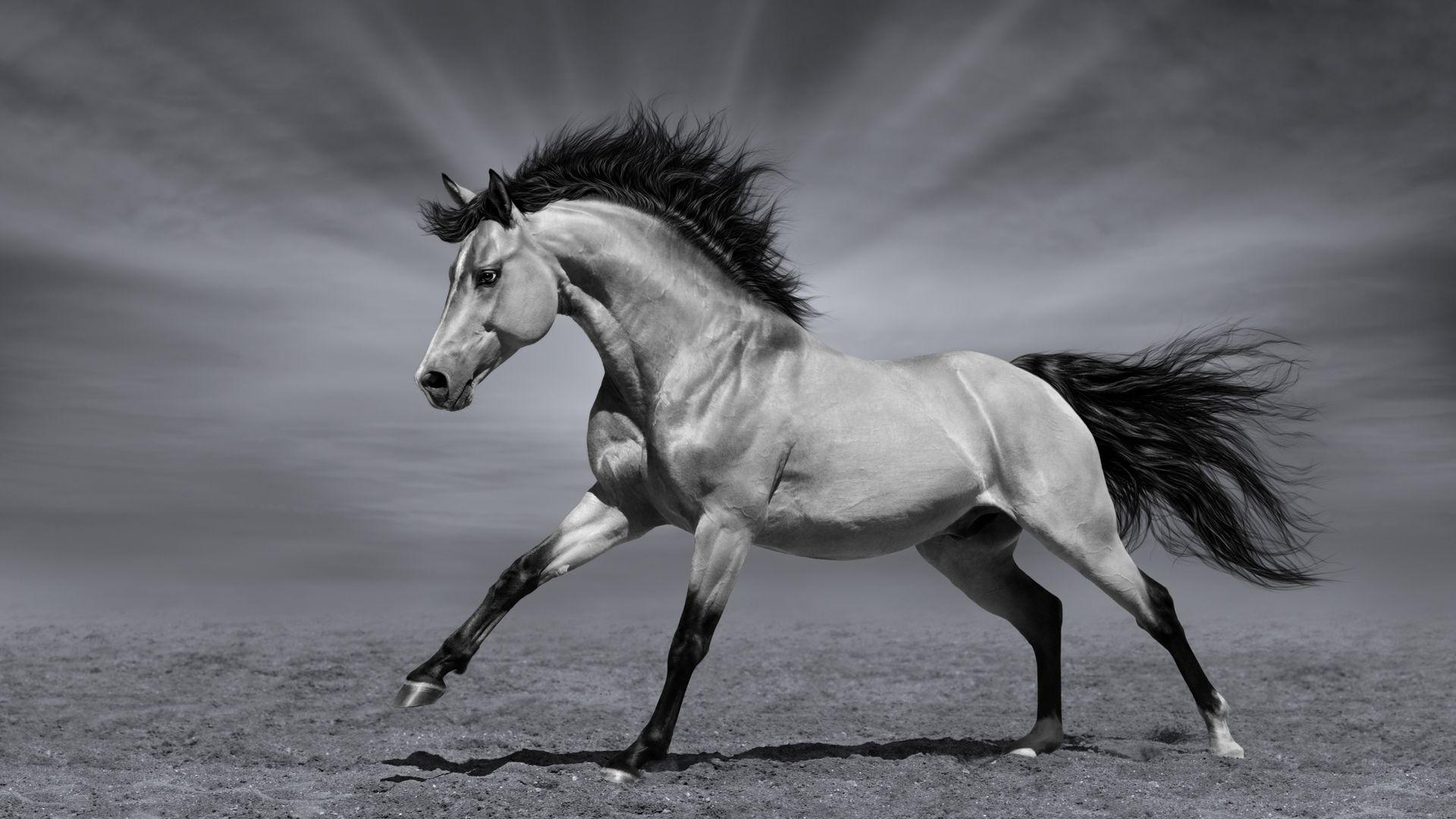 Black and White Horse Wallpapers Top Free Black and White Horse