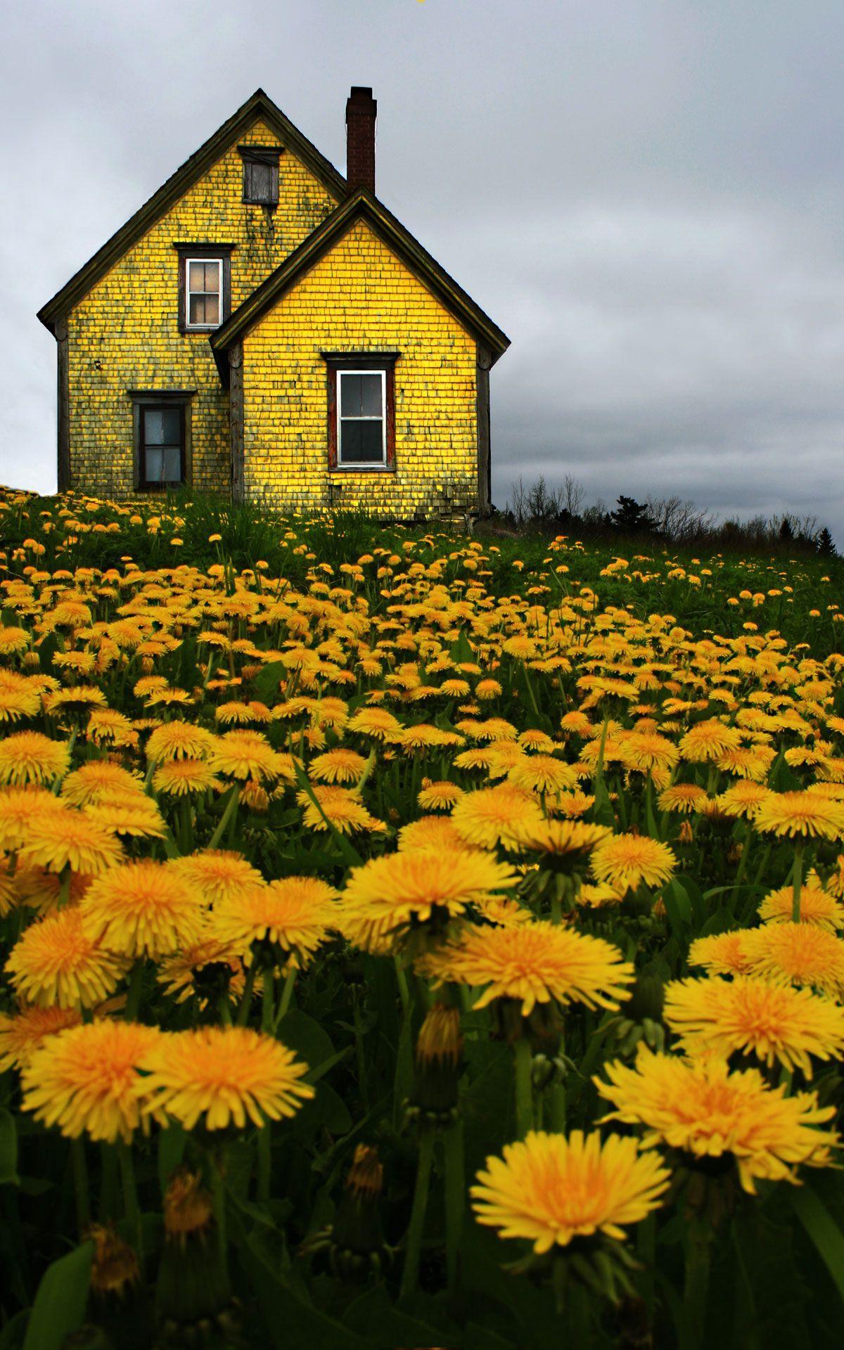 Yellow House Wallpapers Top Free Yellow House Backgrounds WallpaperAccess