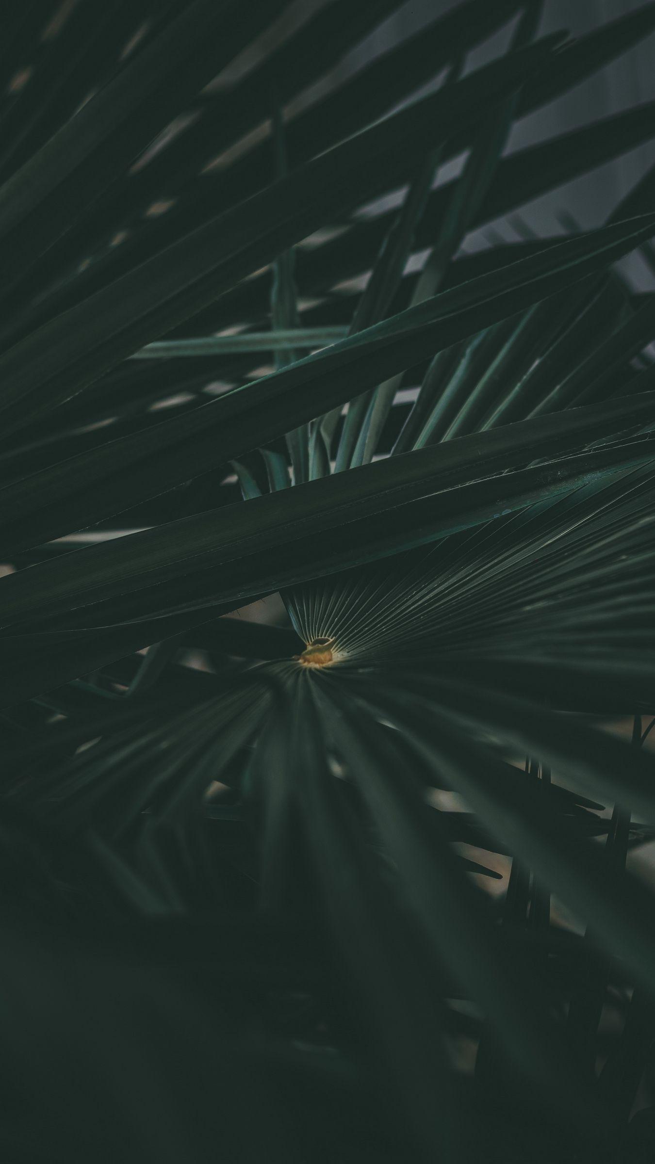 Dark Green iPhone Wallpapers Top Free Dark Green iPhone Backgrounds