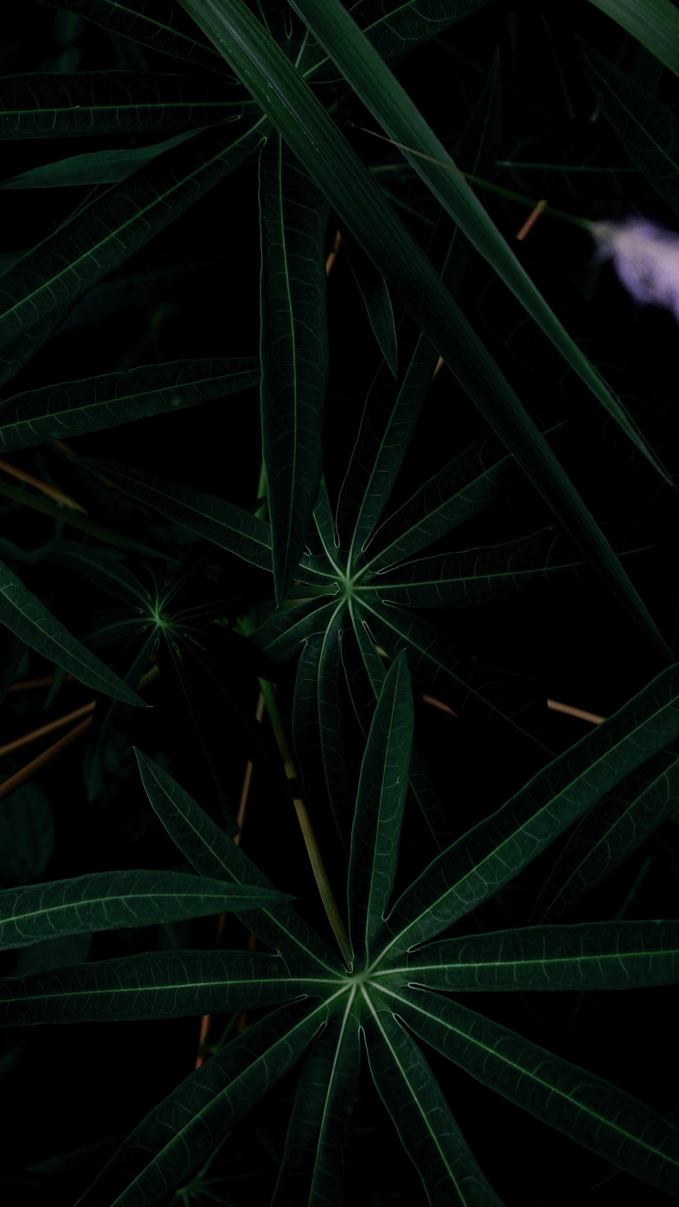 Dark Green iPhone Wallpapers Top Free Dark Green iPhone Backgrounds WallpaperAccess