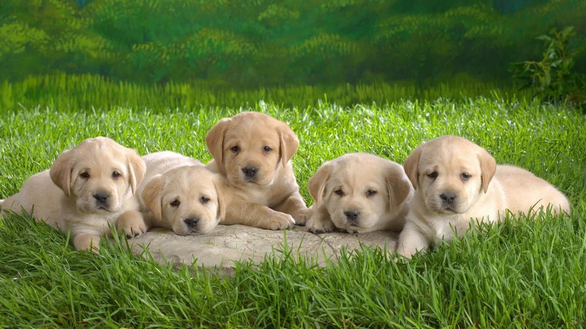 3D Baby Dog Wallpapers Top Free 3D Baby Dog Backgrounds WallpaperAccess