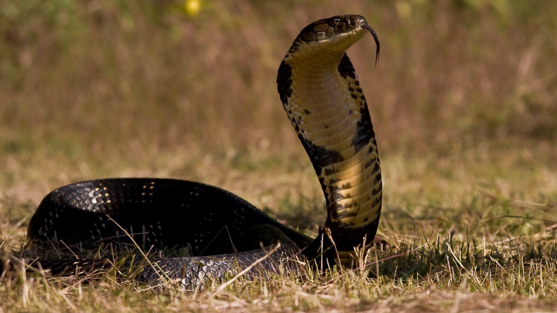 Cobra Snake Wallpapers Top Free Cobra Snake Backgrounds WallpaperAccess