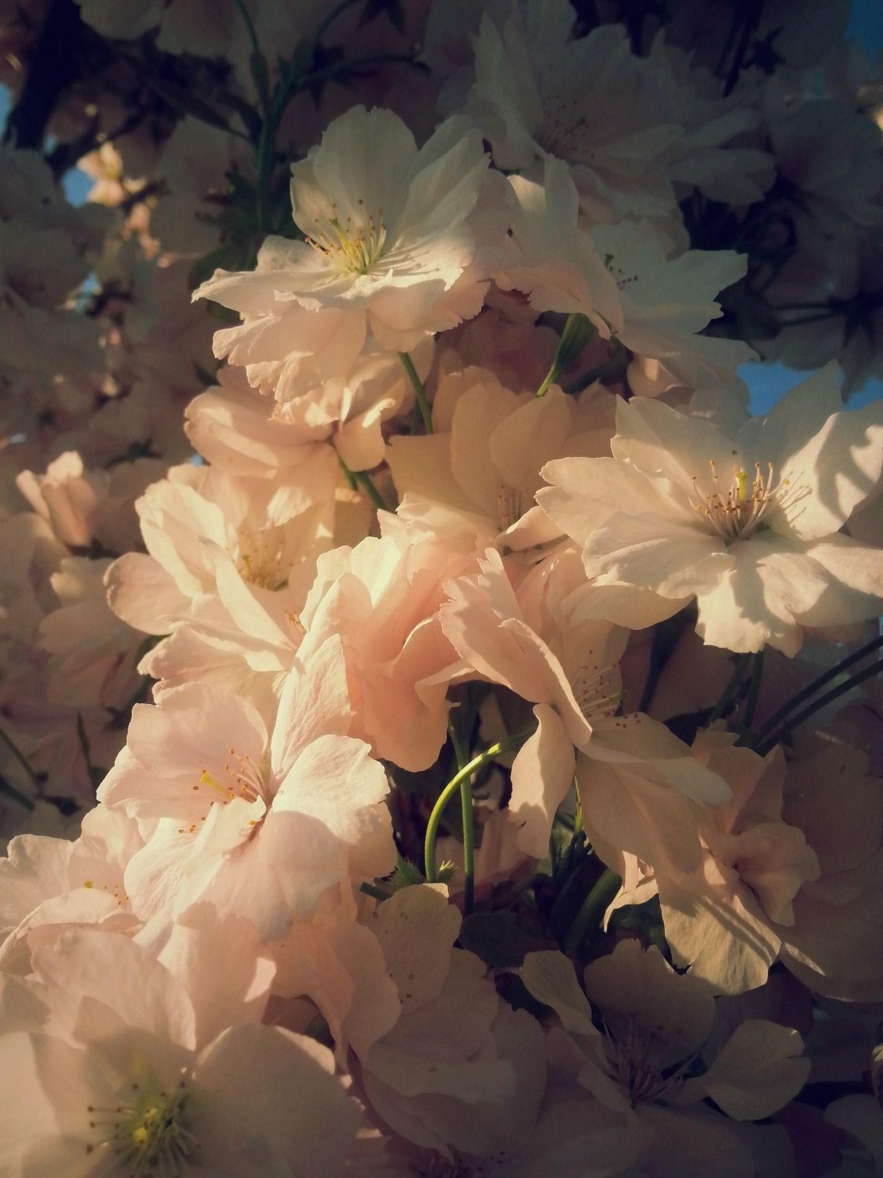 Brown Flowers Wallpapers Top Free Brown Flowers Backgrounds