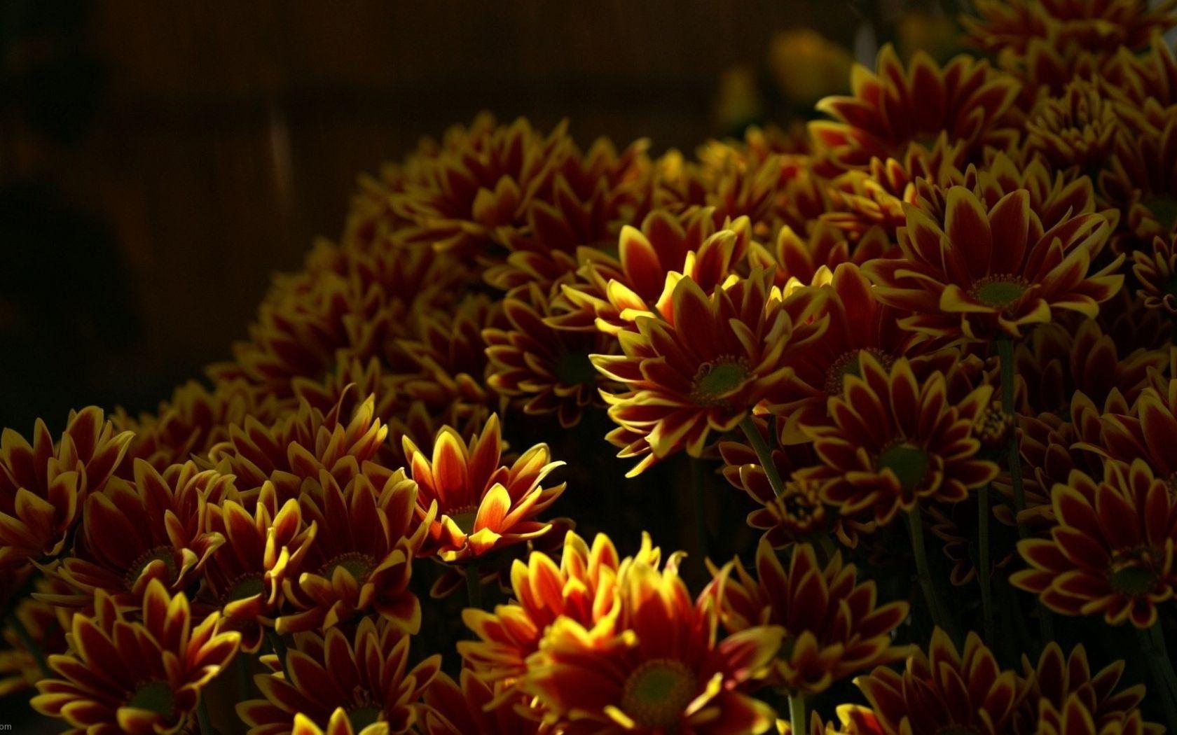 Brown Flowers Wallpapers Top Free Brown Flowers Backgrounds