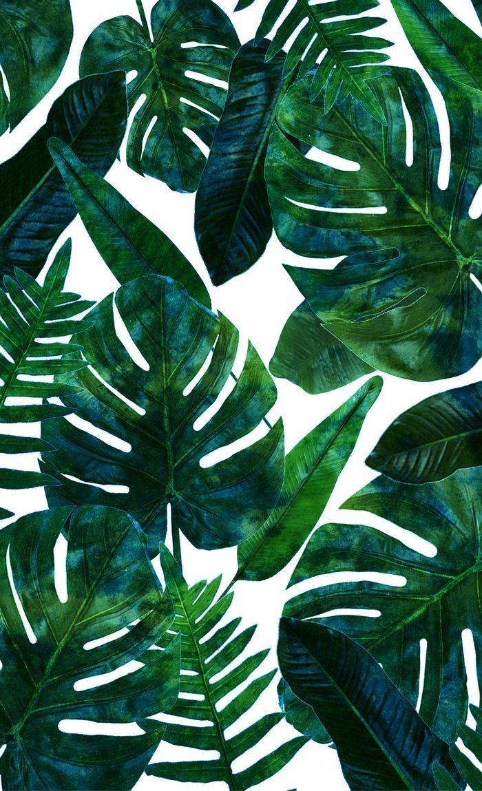 Aesthetic Palm Leaves Wallpapers Top Free Aesthetic Palm Leaves Backgrounds WallpaperAccess