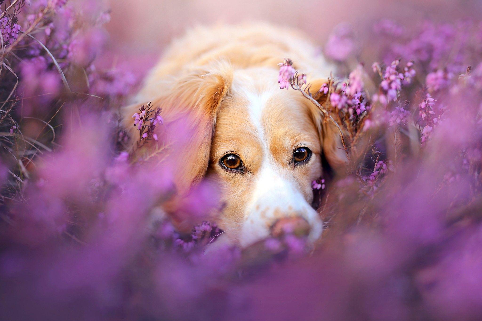 Springtime Dog Wallpapers Top Free Springtime Dog Backgrounds