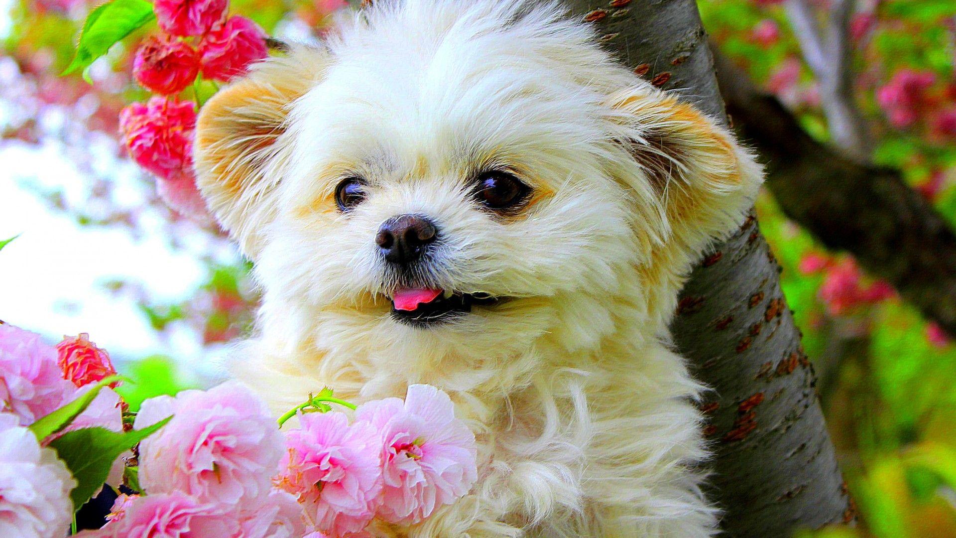 Springtime Dog Wallpapers Top Free Springtime Dog Backgrounds