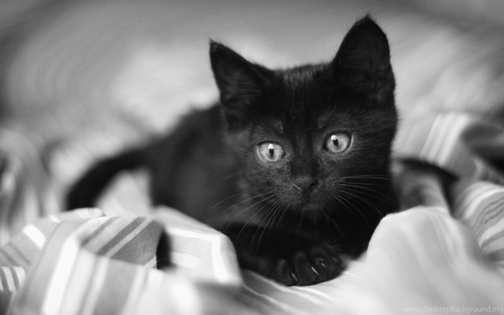 Cute Black Cat Wallpapers Top Free Cute Black Cat Backgrounds