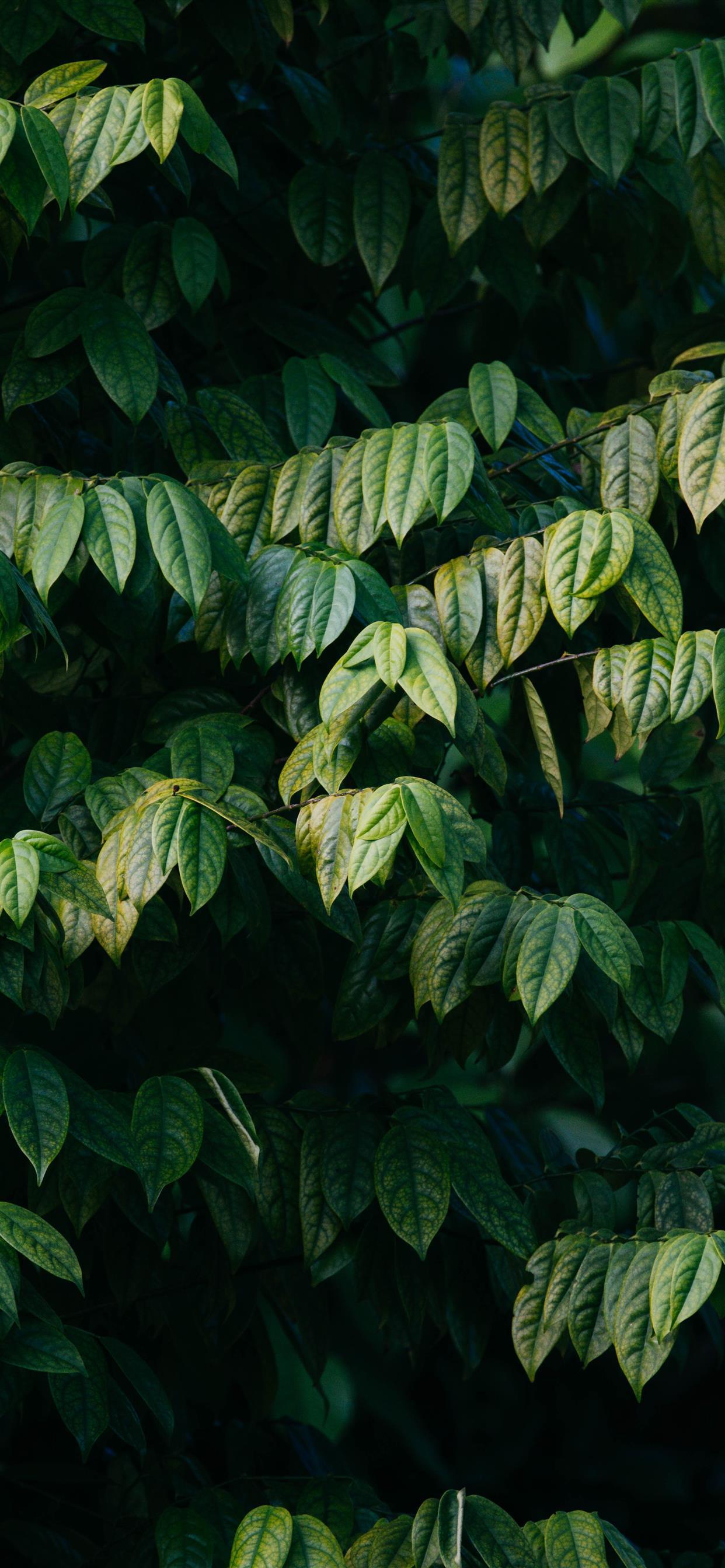 Plants iPhone Wallpapers Top Free Plants iPhone Backgrounds