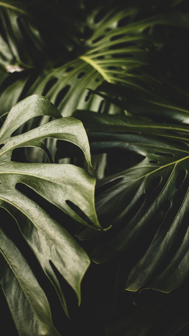 Plants iPhone Wallpapers Top Free Plants iPhone Backgrounds WallpaperAccess
