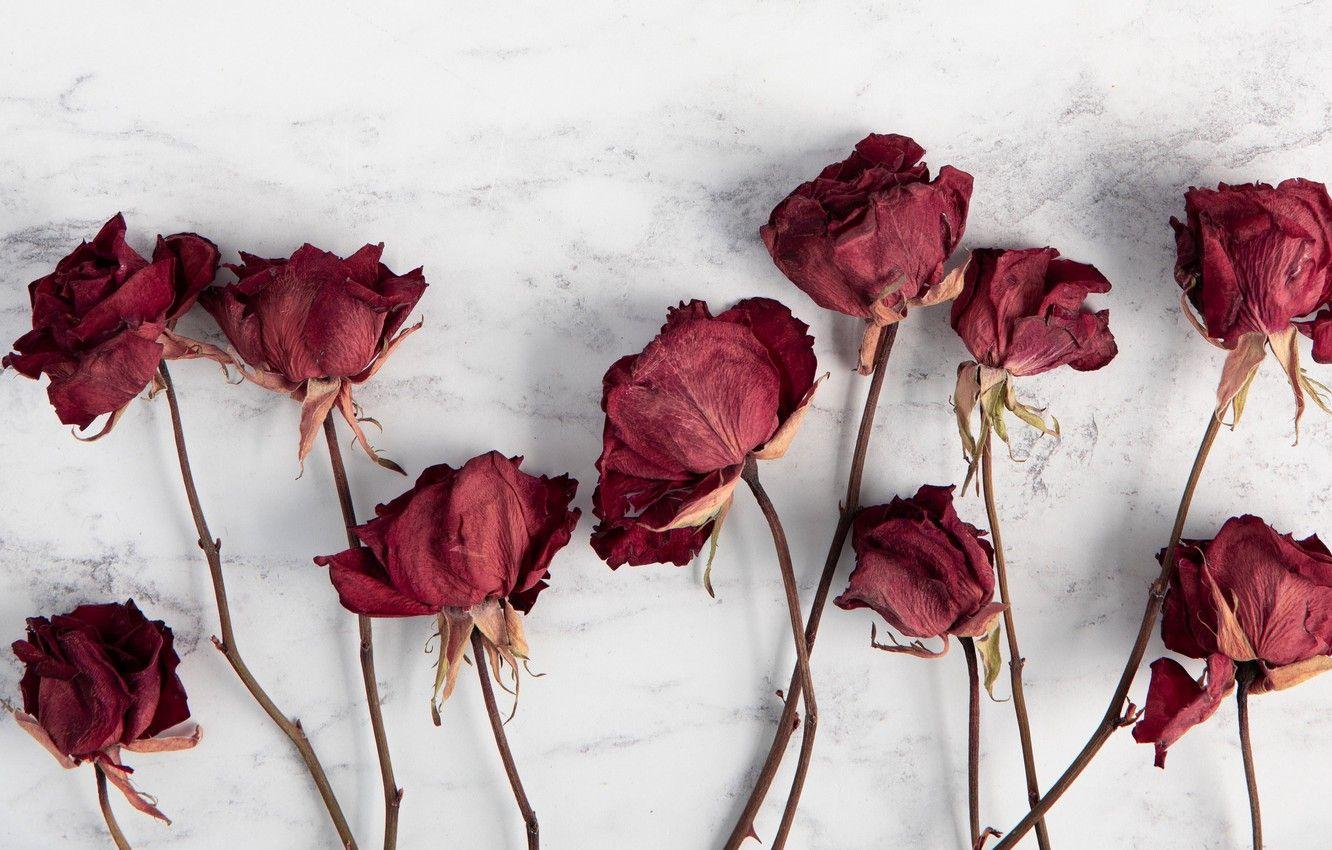 Dried Flowers Wallpapers Top Free Dried Flowers Backgrounds