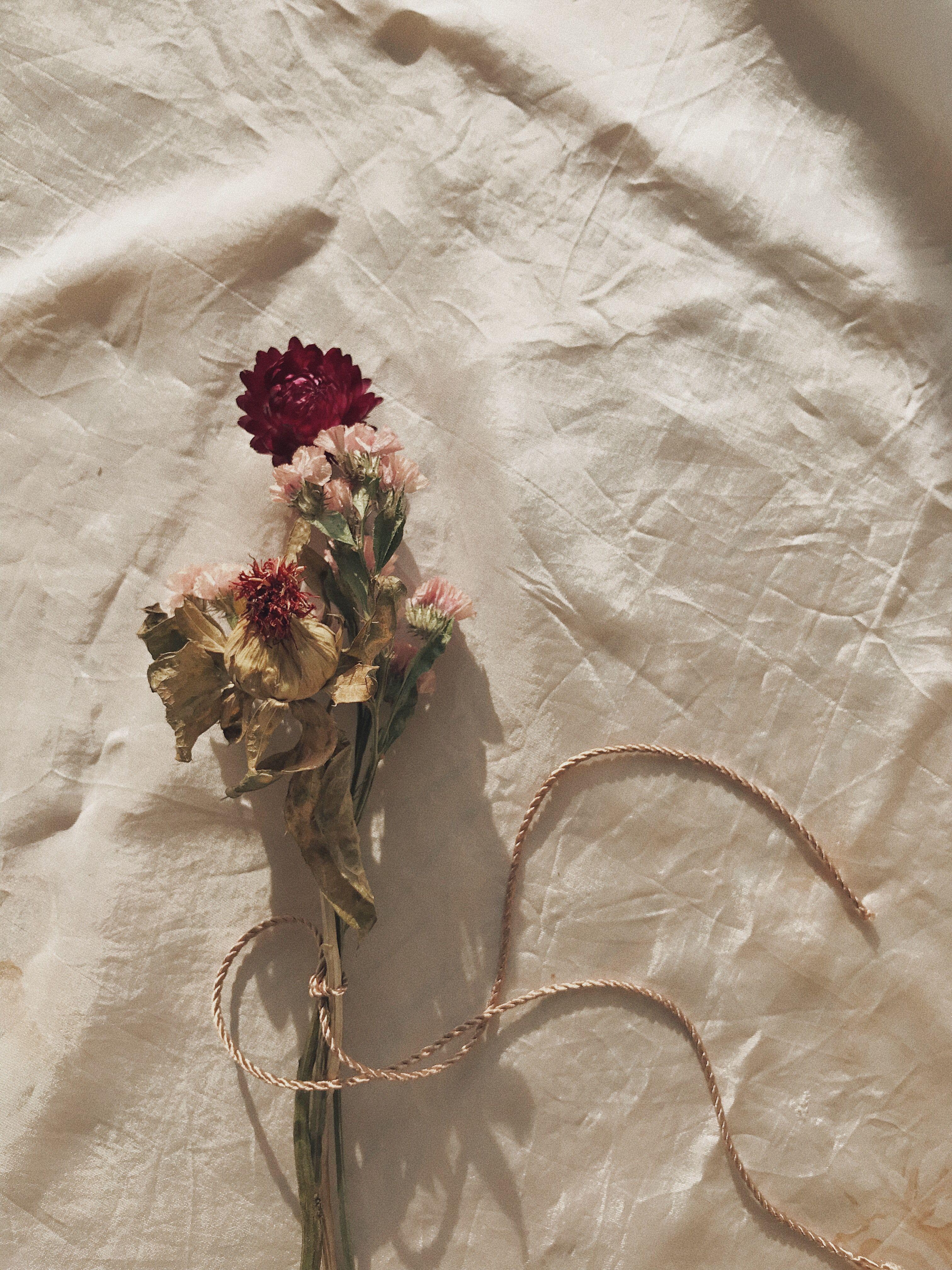 Dried Flower Aesthetic Desktop Wallpaper / Download and use 10,000