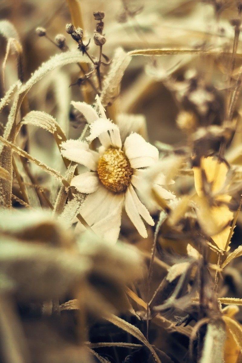 Dried Flowers Wallpapers Top Free Dried Flowers Backgrounds WallpaperAccess