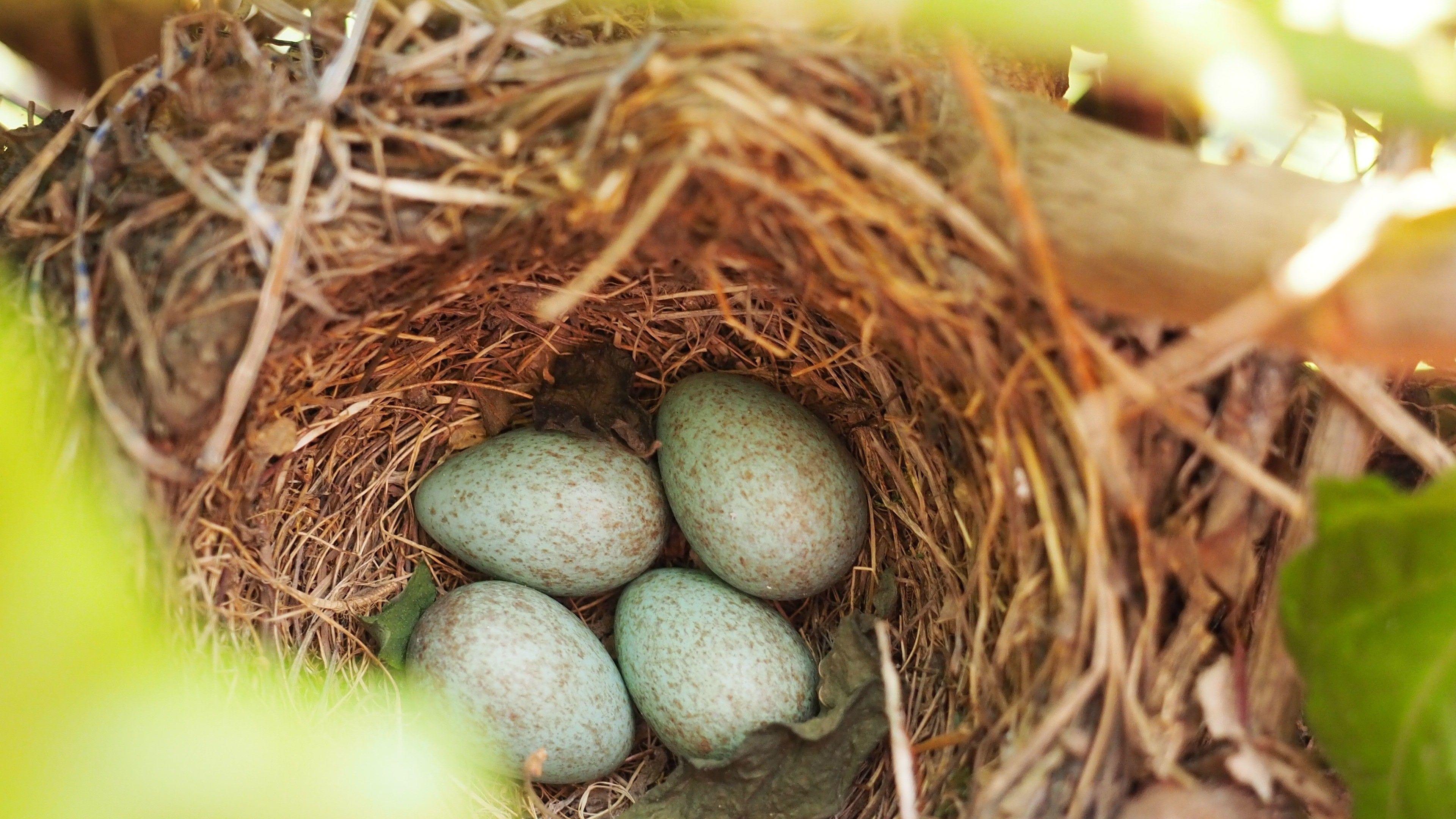 Bird Nest Wallpapers Top Free Bird Nest Backgrounds WallpaperAccess