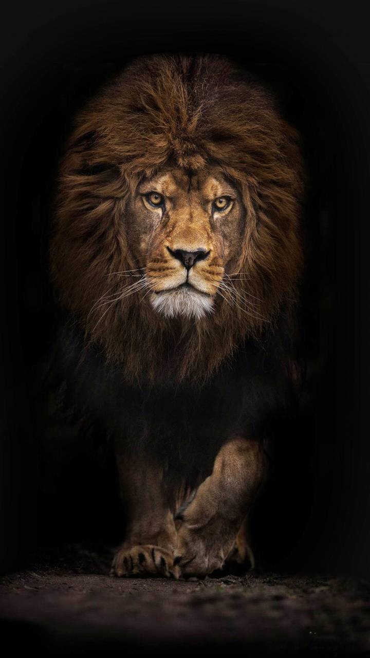 Fierce Lion Wallpapers Top Free Fierce Lion Backgrounds WallpaperAccess