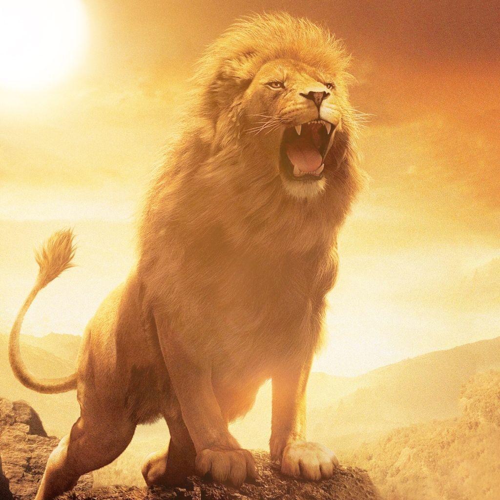 Fierce Lion Wallpapers Top Free Fierce Lion Backgrounds WallpaperAccess