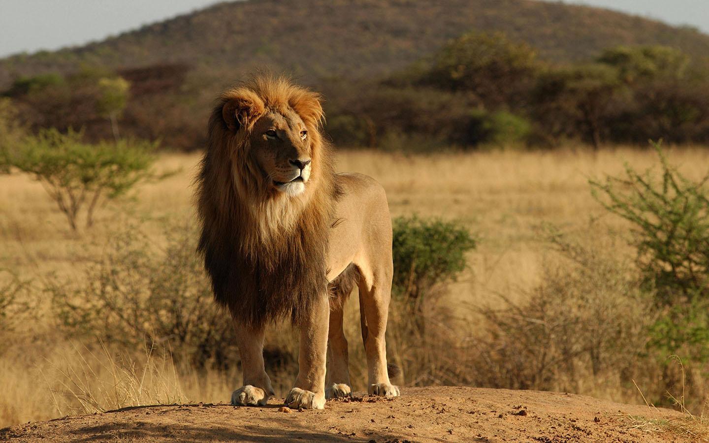 Fierce Lion Wallpapers Top Free Fierce Lion Backgrounds WallpaperAccess