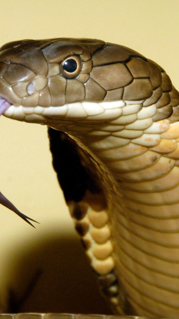 King Cobra Wallpapers Top Free King Cobra Backgrounds WallpaperAccess