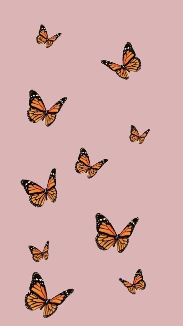 Cute Red Butterfly Wallpapers Top Free Cute Red Butterfly Backgrounds